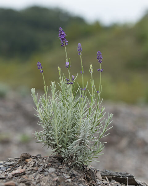 Lavender plant